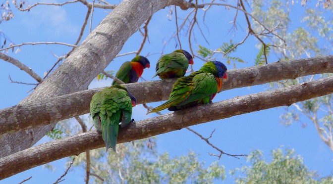 Changing routines: introducing siesta in Central Queensland