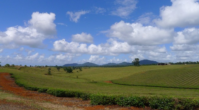 The Atherton tablelands in pictures